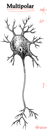 <p>classic model, lots of dendrites, terminal branches </p>