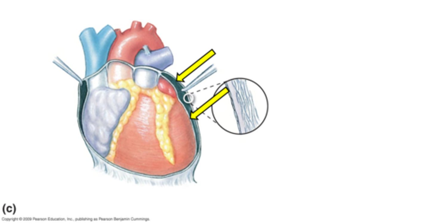 <p>the space where the heart sits</p>