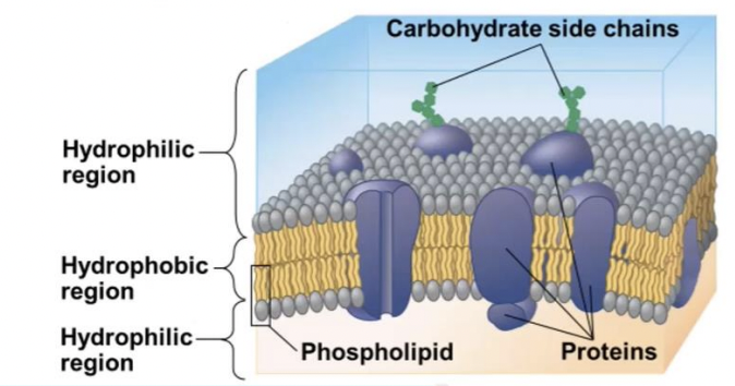 <p>selective barrier that allows sufficient passage of oxygen, nutrients, and waste to service the volume of every cell.</p>