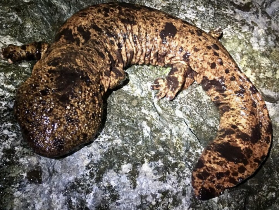 <p>Cryptobranchidae / Hyboniidae (Hellbenders and Giant Salamanders)</p>