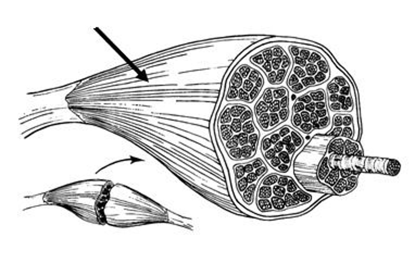 <p>surrounds entire muscle</p>
