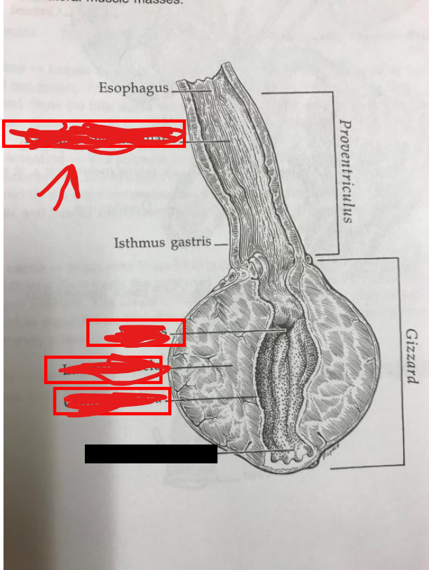 <p>Papilla proventricularis</p>