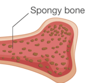 <p><span><span>Porous inner layer found mainly at the ends of long bones; contains red bone marrow.</span></span></p>