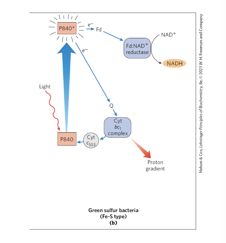 * System: can send electrons through a cyclic electron transfer path or through a linear path that reduces NAD+ to NADH 
  * In green sulfur bacteria
* Linear: Pathway from the reaction center to the soluble iron-sulfur protein ferredoxin to ferredoxin: NAD+ reductase to NAD+