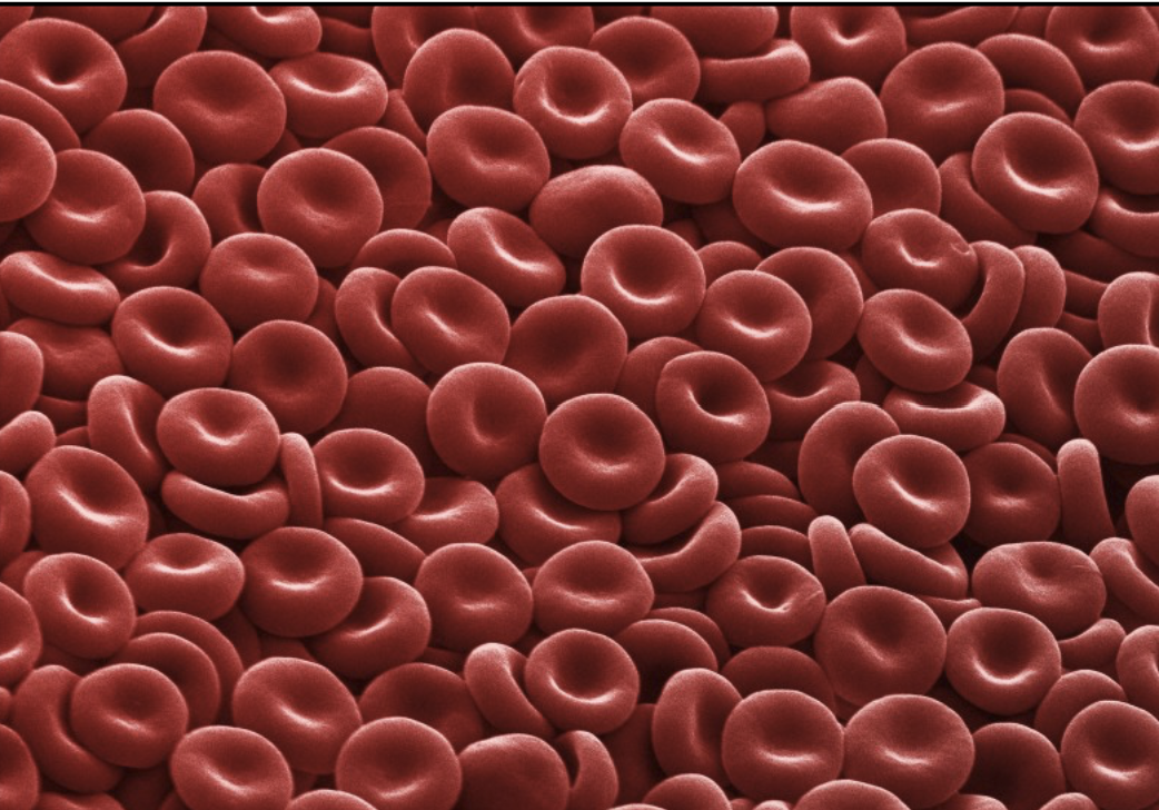 <p>Mechanism by which maturing red blood cells (erythrocytes) eject their nucleus (during synthesis).</p><ul><li><p>Features of red blood cells evolved to <strong>accommodate maximum hemoglobin carrying capacity</strong></p></li><li><p>Lack of nuclei and organelles, mature cells do not contain DNA and cannot synthesize RNA</p></li><li><p>Thus: <strong>cannot divide</strong> and have <strong>limited repair capabilities</strong></p></li></ul>