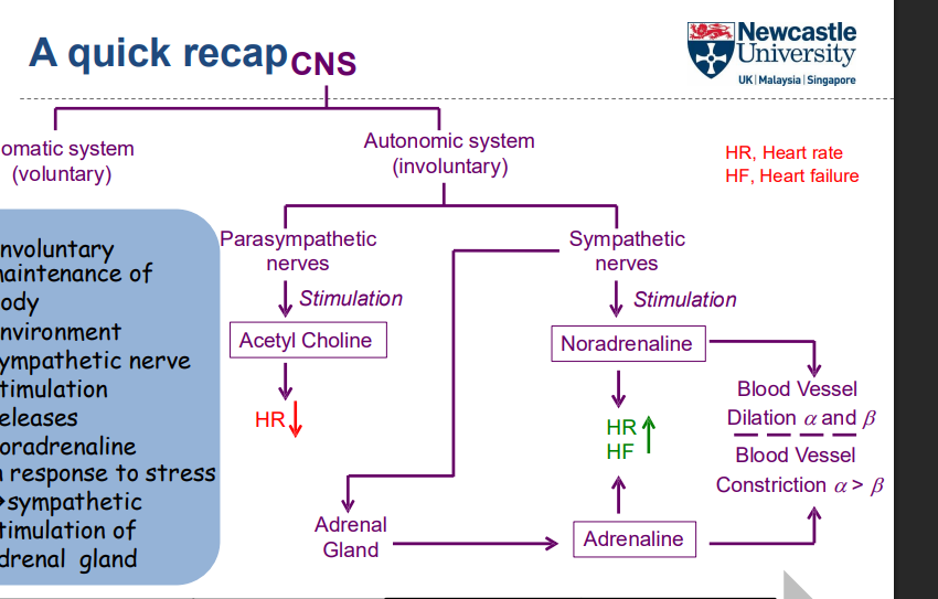 <ul><li><p><strong>Sympathetic nerve stimulation</strong> releases <strong>noradrenaline</strong></p></li><li><p><strong>Noradrenaline</strong> stimulates the <strong>adrenal gland</strong>, increasing the release of <strong>adrenaline</strong></p></li><li><p>This response is part of the body’s <strong>stress</strong> adaptation, <strong>preparing the body</strong> for a “fight or flight” response</p></li></ul><p></p>