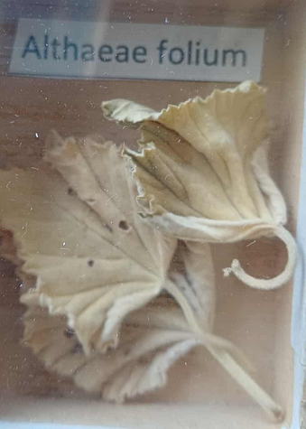 <p><span style="font-size: calc(var(--total-scale-factor) *12.00px);">Althaeae folium</span><br><span style="font-size: calc(var(--total-scale-factor) *12.00px);">Althaea officinalis</span><br><span style="font-size: calc(var(--total-scale-factor) *12.00px);">Malvaceae</span><br><span style="font-size: calc(var(--total-scale-factor) *12.00px);">orvosi ziliz levél</span></p>