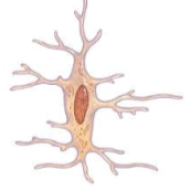 <p>what are osteocytes?</p>