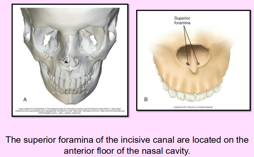 <p>Superior Foramina of the Incisive Canal</p><ul><li><p>Two tiny openings in the bone that are located on the floor of the nasal cavity that join together to form the incisive canal</p></li><li><p><u>Radiography: 2 small round </u><strong><u>radiolucent</u></strong><u> openings located superior to the apices of the maxillary central incisors </u></p></li></ul><p></p>