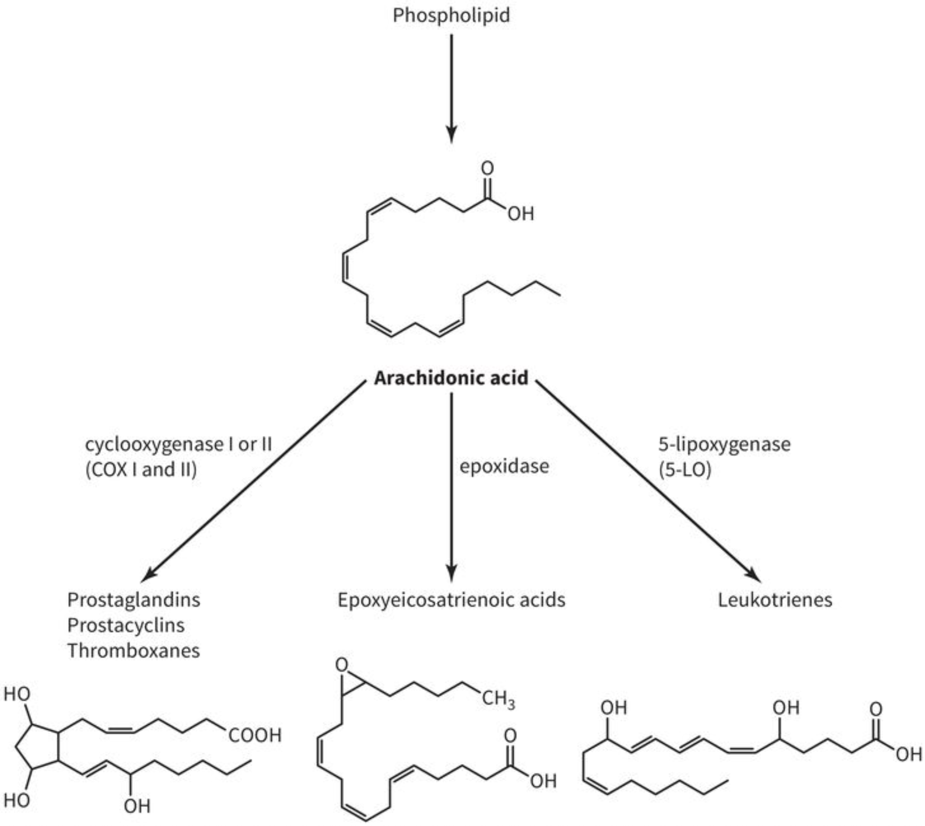 <ul><li><p>phospholipase A2 destroys cell membranes to liberate arachidonic acid from phospholipids</p></li><li><p>arachidonic acid can be converted to various eicosanoids</p></li></ul>