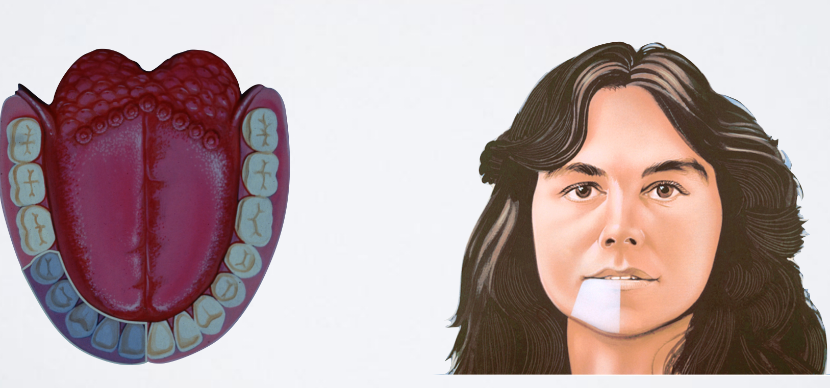 <ul><li><p>Buccal soft tissue anterior to the mental foramen (around the 2nd premolar to the midline)</p></li><li><p>Skin of lower lip</p></li><li><p>Pulps of premolars, canines, and incisors</p></li></ul><p></p>