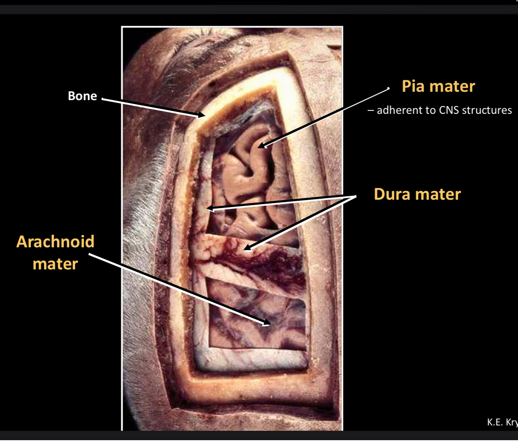 <p>Pia mater -adherent to CNS structures</p>