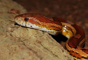 <p>Pantherophis guttatus</p><p>Small to medium size snakes</p><p>Strict carnivores (rodent prey) </p><p>Terrestrial environment - 21-30<sup>o</sup>C, UV-B exposure essential (vitamin D/calcium metabolism), UV-A (behaviour)</p><p>Lifespan 15-20y</p><p>Should be kept single</p><p>Huge variety of colour morphs</p>