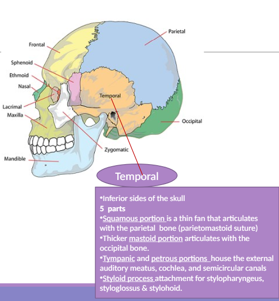 <p><span>The bone at the inferior sides of the skull with parts like squamous, mastoid, tympanic, and petrous portions.</span></p>