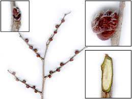 asymmetrical, alternate, slightly serrated leaf

doesn’t get Dutch elm disease

very weak wooded, messy, and scraggly

species has a bug 