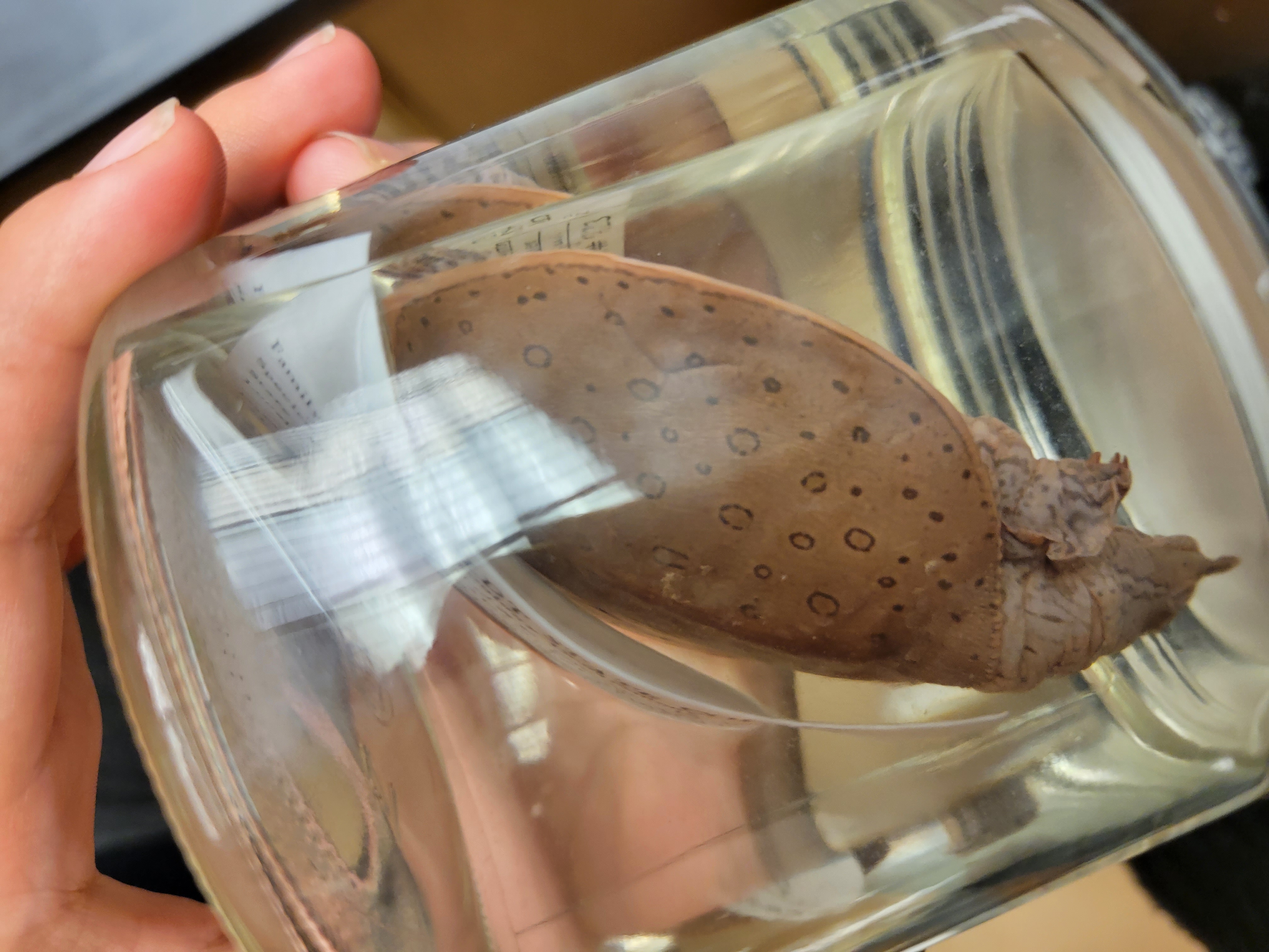 <p><span>Spiny Softshell<br><br>Extremely flat with flexible, pancake-like shell with leathery skin (not horny shield). Flexible proboscis, lips fleshy, sharp-edged jaws. Carapace yellow brown. Males: smaller than female with more contrasting pattern. Female: larger, more blotched, smoother carapace.</span></p>