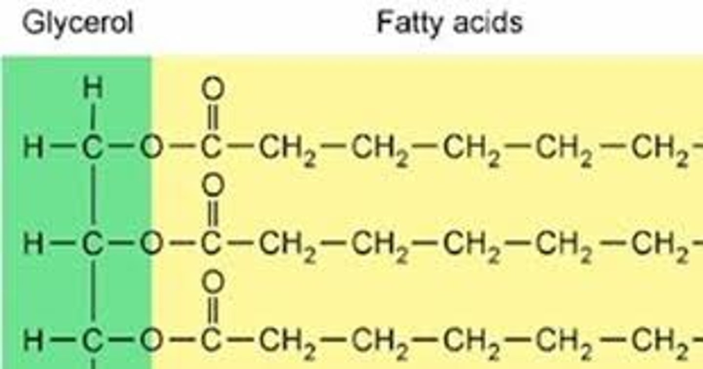 <p>A large lipid molecule made from an alcohol called glycerol and three fatty acids; a triglyceride. Most fats function as energy-storage molecules.</p>