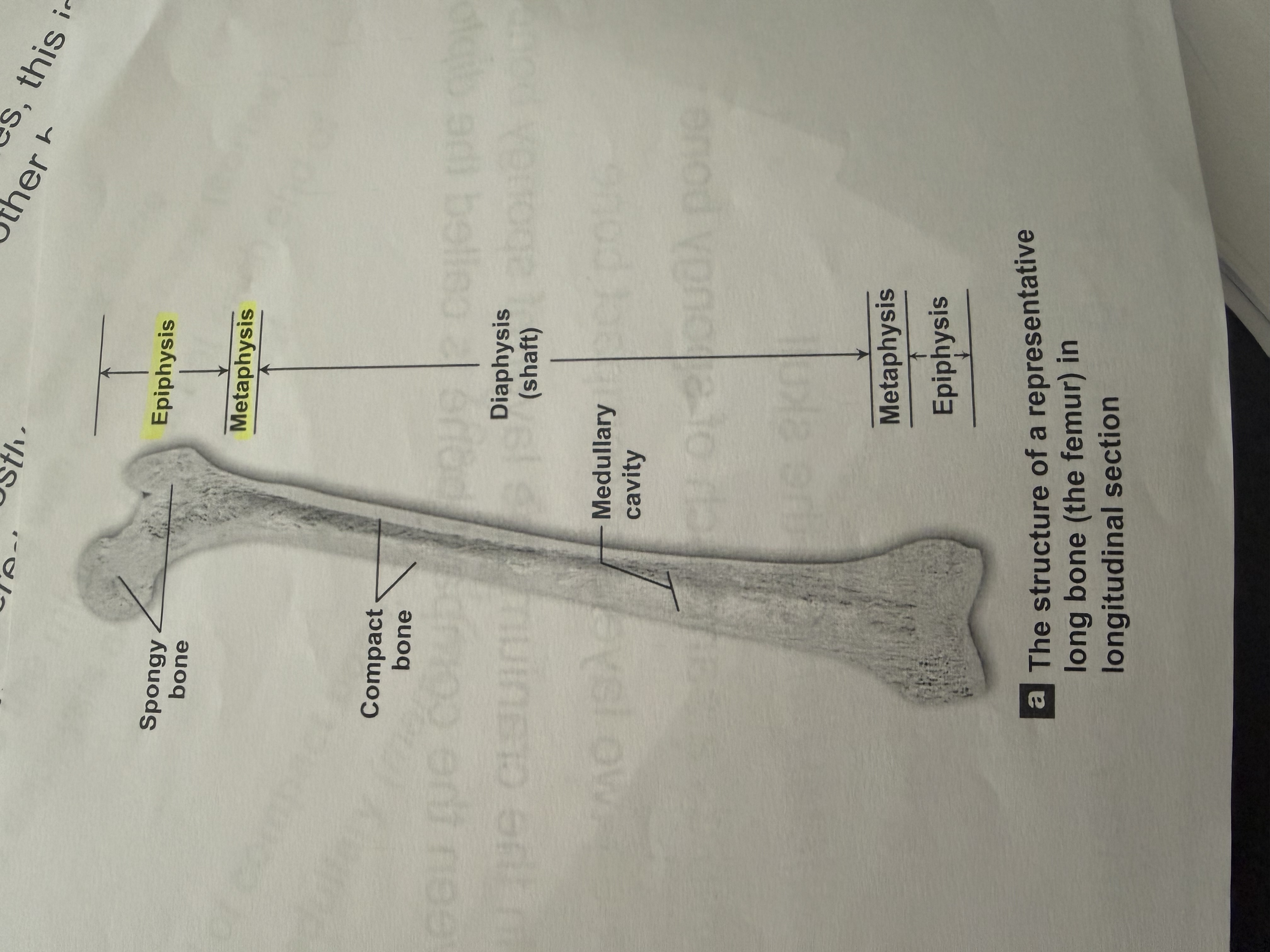 <p>What type of bone is primarily composed of spongy bone and surrounded by compact bone?</p>