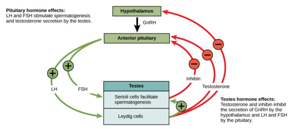 * Gonadotrophin releasing Hormone (GnRH) 
  * Produced by hypothalamus - stimulates anterior pituitary gland to release gonadotrophins that act on the gonads (testes) 
* Lutenising hormone (LH)
  * Stimulates Leydig Cells in the testes to produce testosterone 
* Follicle stimulating Hormone (FSH)
  * Gonadotrophin - Stimulates Sertoli cells to facilitate sperm production 
* Testosterone 
  * Stimulates sperm production (+ development of secondary sexual characteristics at puberty)