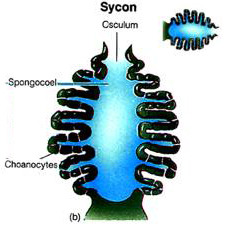 sponge where body walls appear folded