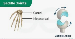 <p>movement in all planes </p><p>Thumb </p>