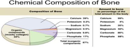 <p>• 25% water, 25% collagen fibers, and 50%</p>