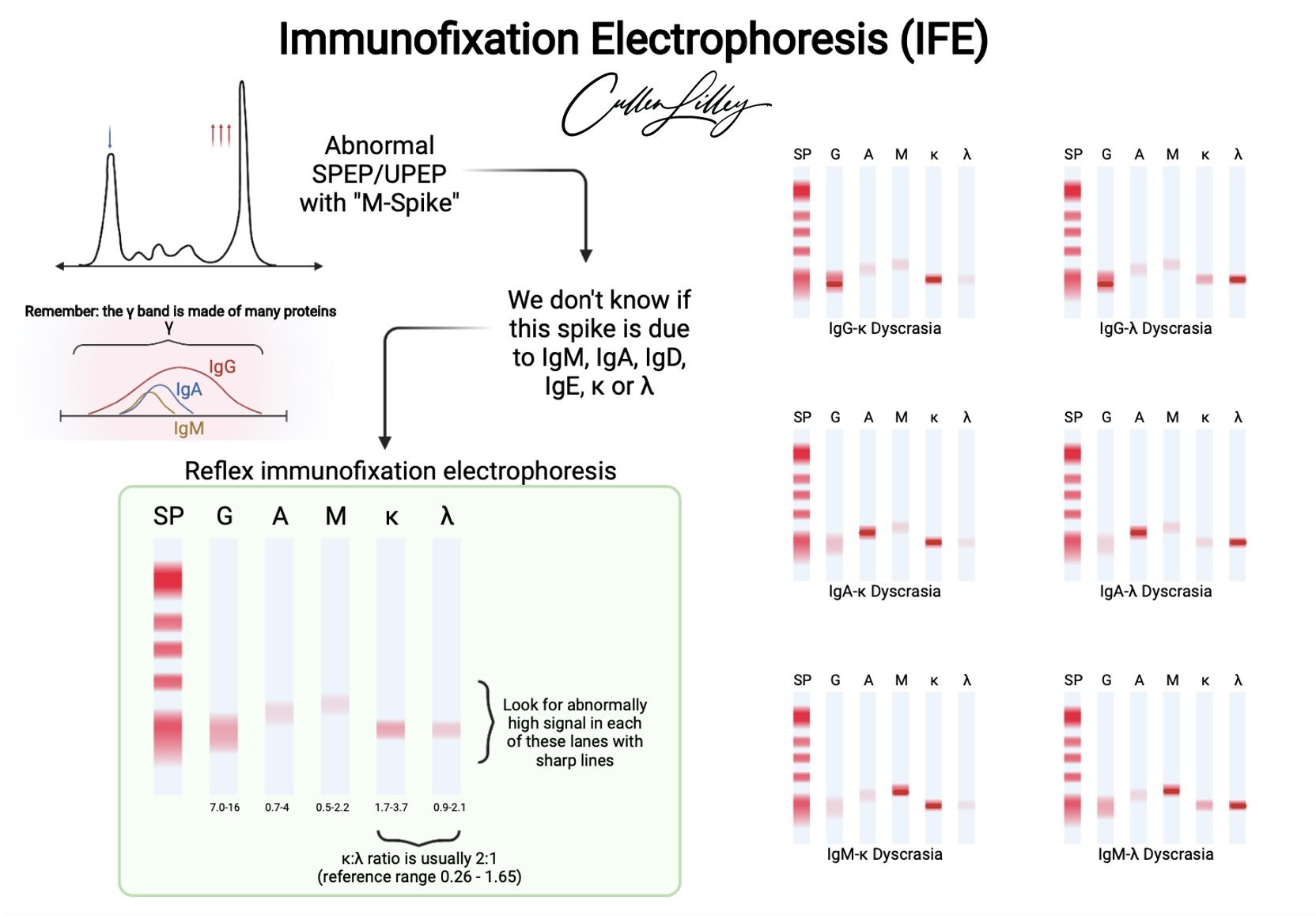 <p>immunofixation</p>