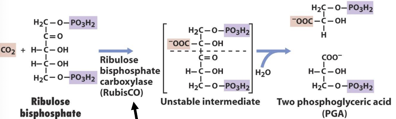 <p><strong>Ribulose bisphosphate is carboxylated by RubisCO to form 3-phosphoglycerate</strong> (3PG) <strong>during the carbon fixation phase of the Calvin cycle,</strong><span style="color: green;"><strong> enabling the incorporation of CO2 into an organic molecule.</strong></span></p><p><span style="color: red;">-</span><span style="color: red;"><span>Very slow enzyme, catalyses only 3 carboxylations per second</span></span></p>