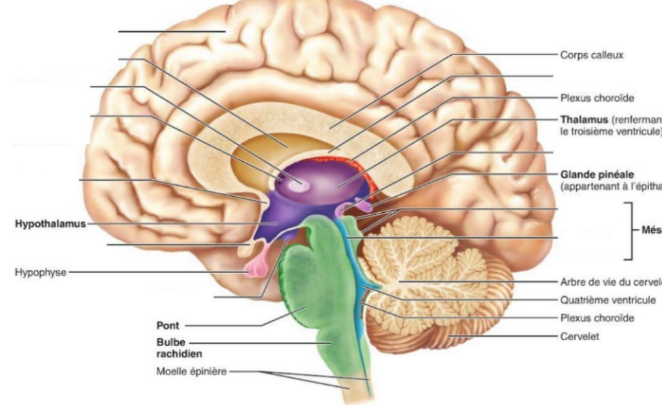 <p><span style="background-color: transparent;"><strong>tronc cérébral</strong></span></p>