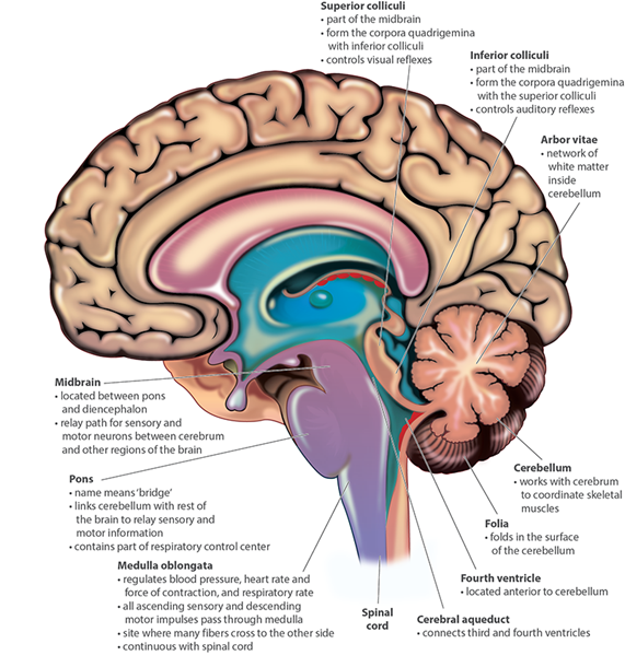 <p><strong><span>8. Diencephalon and Brainstem p2</span></strong></p>