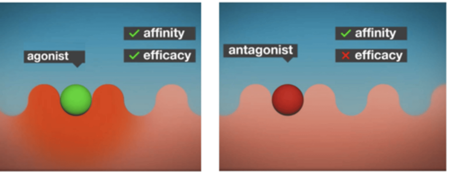 <p>the ability of an agonist to activate a receptor</p><p>- maximal effect an agonist can achieve at the highest practical concentration </p>