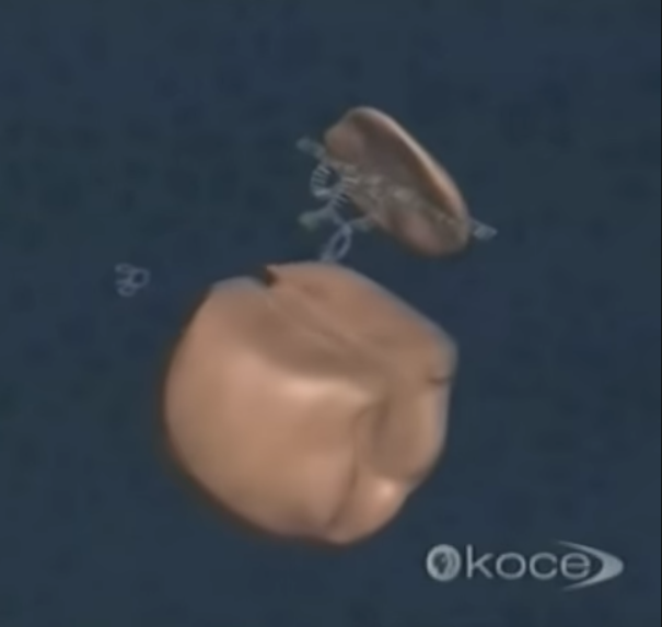 <p>When mRNA reaches the cytoplasm, <strong>the ribosome</strong> recognizes its 5’ cap</p><ul><li><p>The ribosome has 2 subunits (large + small/the flat one) both made up of rRNA and proteins</p></li><li><p>The big subunit clamp onto the mRNA (+ short rRNA) and moves from 5’ → 3’</p></li><li><p>It reads the codons one (3 bases) at a time AND </p><p><strong><u>links</u></strong> new amino acids to the growing chain - this is the <strong><mark data-color="yellow" style="background-color: yellow; color: inherit;">“reading frame”</mark></strong></p></li></ul><img src="https://knowt-user-attachments.s3.amazonaws.com/0f343678-9837-4658-ad92-556021a1836c.png" data-width="100%" data-align="center"><p></p>