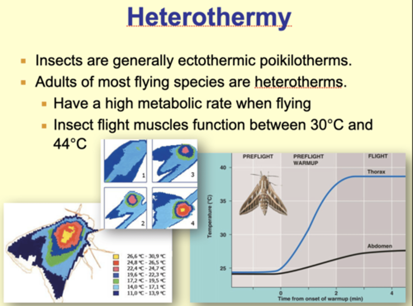 <p>Although insects are generally ectothermic poikilotherms. - (Variable temp thats derived exclusively from their external environments.)</p><p>------</p><p>Adults of most flying species are heterotherms</p><p>- Have a high metabolic rate when flying</p><p>- Insects flight muscles function between 30*C and 44*C.</p>