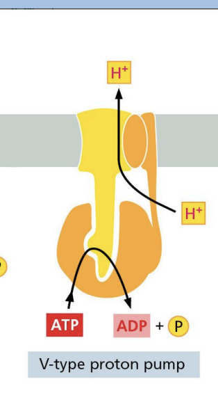 <p>proton pumps used to acidify organelles </p>