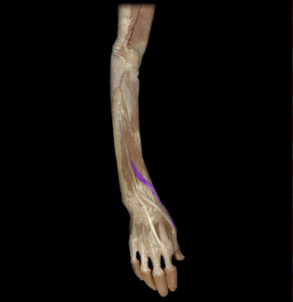 <p><em>table 5, radial n (C7-C8), extension of thumb MCP joint</em></p>