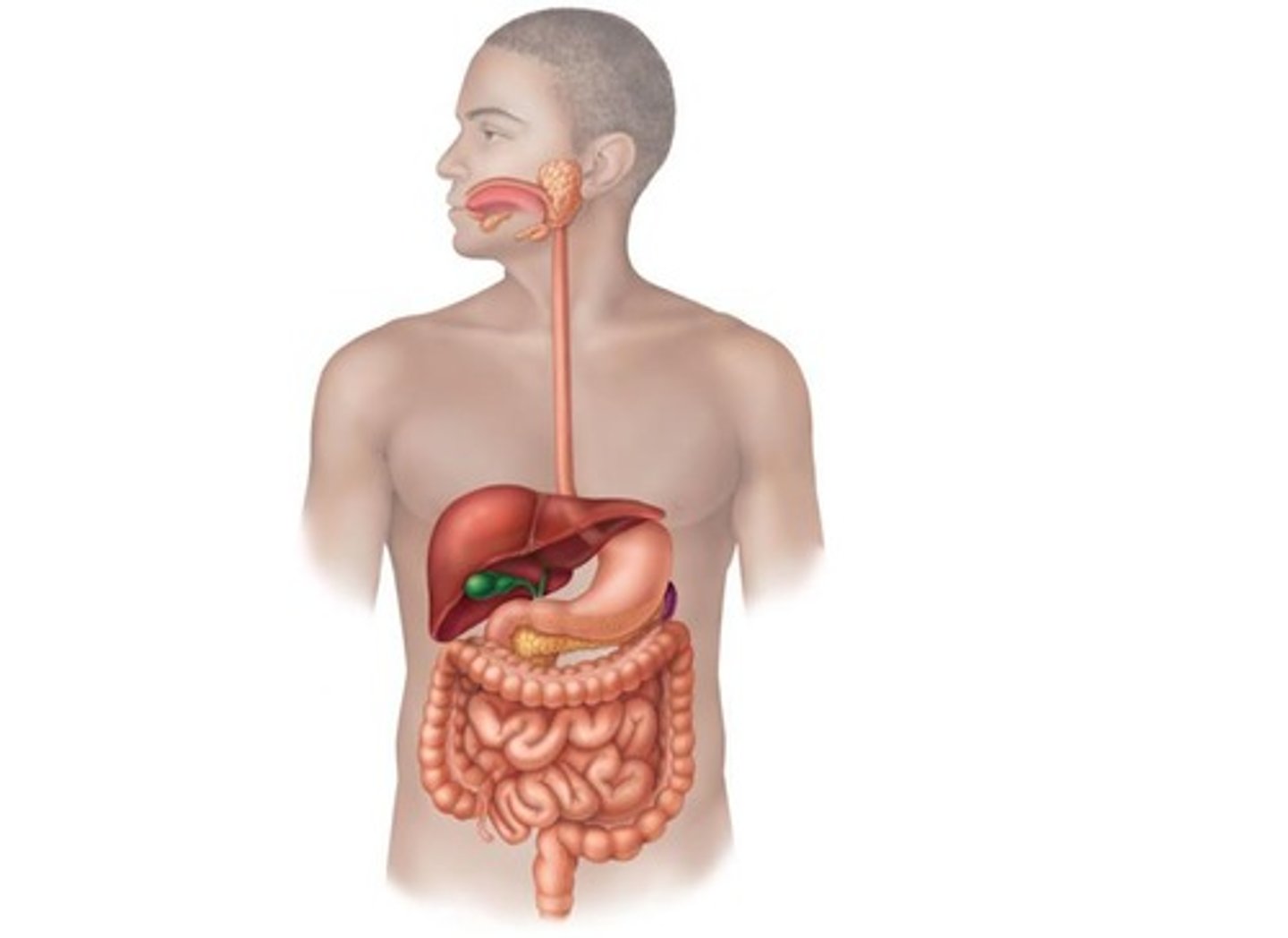 <p>Organs aiding digestion: salivary glands, liver, pancreas.</p>