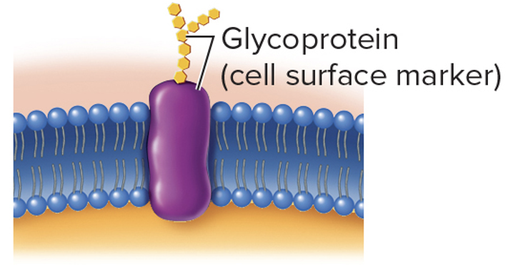 <ul><li><p>allow cells to identify other cells or other molecules</p></li><li><p>mostly glycoproteins and glycolipids</p></li></ul><p></p>