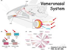 <ol><li><p>vomeronasal type 1 receptors (V1R)</p></li><li><p>vomeronasal type 2 receptors (V2R)</p></li><li><p>formyl peptide receptors (FPR)</p></li></ol><p></p>
