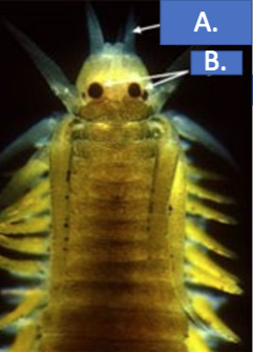 <p>advanced photoreception</p>