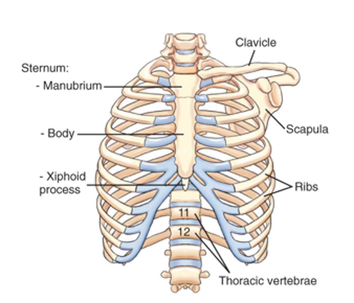 <p>b. False - because of different body habitus it is not a reliable landmark.</p><p>It does however correlate with T9, T10, and the anterior portion of the</p><p>diaphragm.</p>