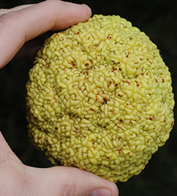 <p>Scientific Name</p>