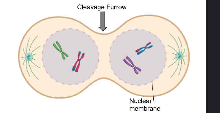 <p> <span>Nuclear envelope re-forms around each daughter nucleus</span></p><ul><li><p><span>Sister chromatids are no longer identical because of crossing over (prophase I)</span></p></li><li><p><span>Cytokinesis occurs after telophase I</span></p></li><li><p><span>Meiosis II occurs after an interval of variable length</span></p></li></ul>