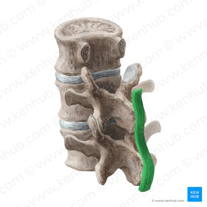 <p>what ligament is this</p>