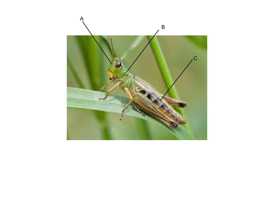 <p>What part of the body is C?</p>