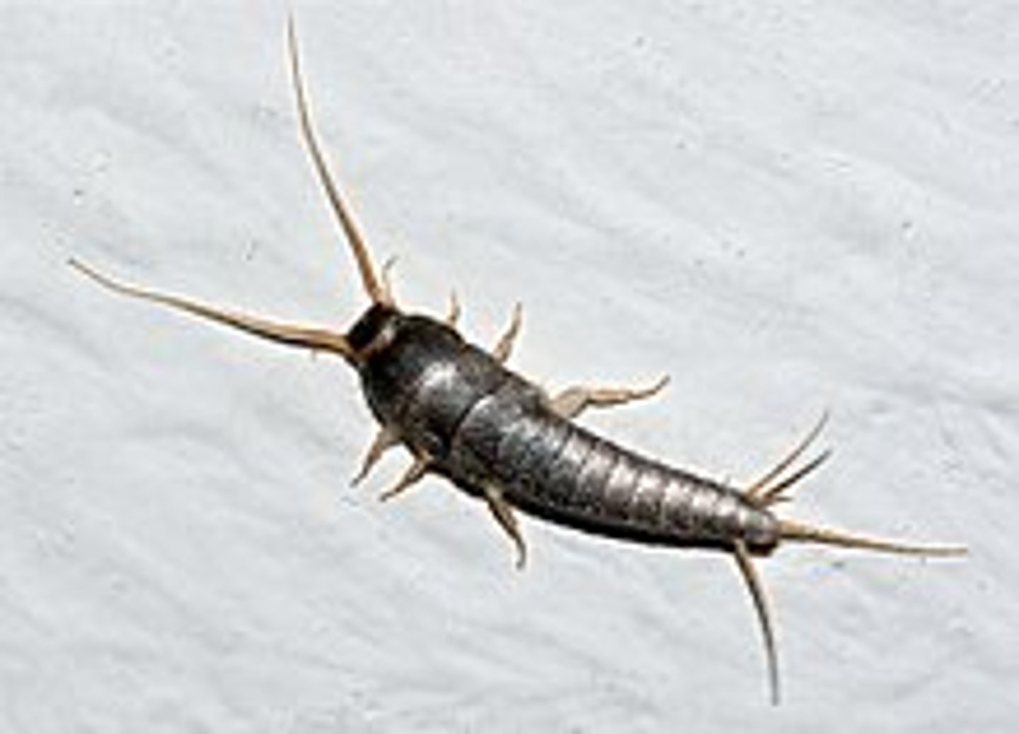 <p>Silverfish</p><p>-Elongate, flattened body</p><p>-Small, separated compound eyes</p><p>-Scaled body</p><p>-3 caudal filaments pointing in dif directions</p><p>-Ametabolous, Ectognatha</p>
