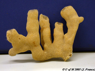 <p>Identify Phylum/Class</p><p>Vertebrate or Invertebrate?</p><p>Symmetry? Tissue Type?</p><p>Composed of? </p>