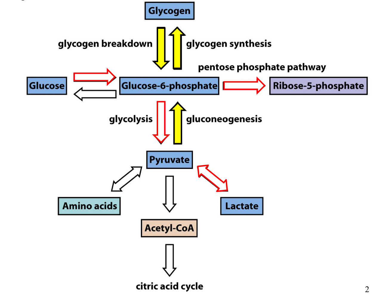 
1. G6P can be converted back into glycogen through glycogen synthesis 
2. glycogen can be converted into G6P through glycogen breakdown

   
   1. pyruvate can be converted into G6P through gluconeogenesis 