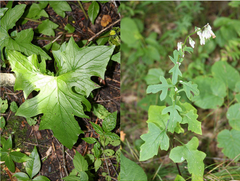 <p>Rattlesnake Root/White Lettuce</p>