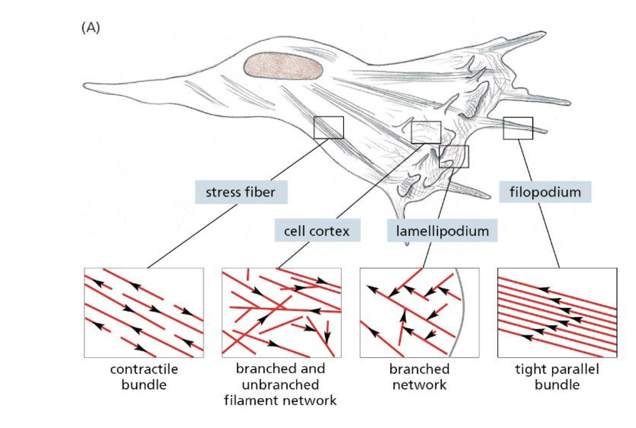 <p>a contractile bundle that is unbranched (therefore formin nucleated) and is associated with non muscle myosin </p>