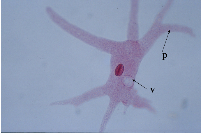 <p>What cell is this?</p>